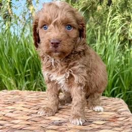 Remi - Red male Cockapoo puppy in Beresford, South Dakota from DAKOTA DOOD RANCH