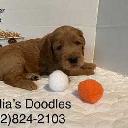 Goldendoodle Puppies from Dhalia’s Doodles