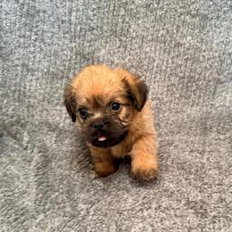 Yoda - Red male Brussels Griffon puppy in Seneca, Missouri from Stephanie’s Puppy Colony