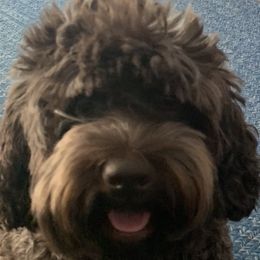 Joy - Australian Labradoodle