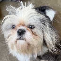 Mitzi - Shih Tzu