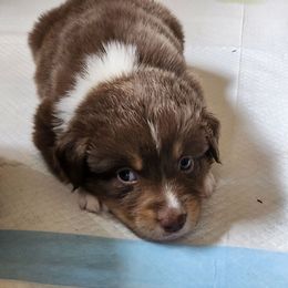 Gabe - Red tri-color male Australian Shepherd puppy in Harrodsburg, Kentucky from Triple M Aussies
