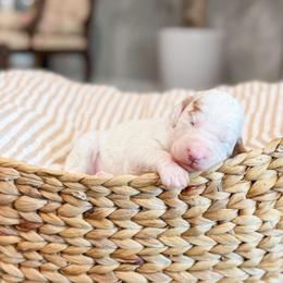 Myles - Parti male Goldendoodle puppy in Sulphur, Louisiana from Curly Q’s Of Carlyss