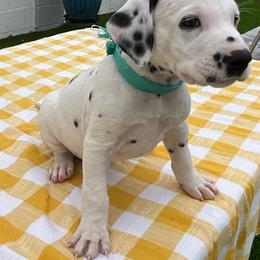 Josh - White and black male Dalmatian puppy in Albuquerque, New Mexico from Renov Dalmatian Plantation
