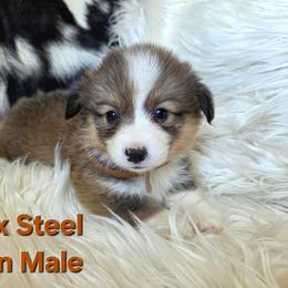 Brown collar - White and red male Pembroke Welsh Corgi puppy in Wayne City, Illinois from Lash Livestock & Corgis