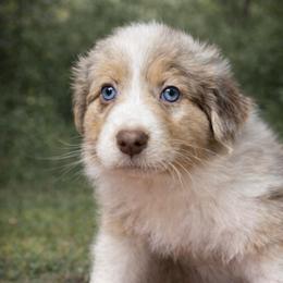 Bordeaux, Bo - Red merle male Australian Shepherd puppy in Wrightstown, New Jersey from Hartzland Farm Australian Shepherds