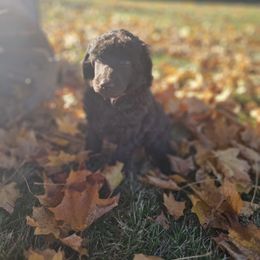 Sketch - Brown male Poodle puppy in Mcbain, Michigan from Northern Creek