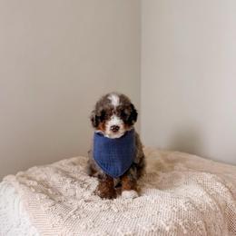 Corregidor - Tri-color male Bernedoodle puppy in Cold Spring, Minnesota from A.N.A. Doodles