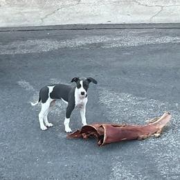 Italian Greyhound Puppies from Fisher Link