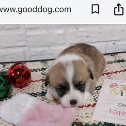 Girl 1 - Red female Pembroke Welsh Corgi puppy in Tucson, Arizona from Sierrita Mountain Corgis
