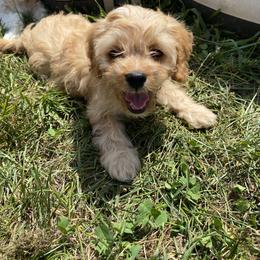 Cavapoo and Havapoo Puppies from Perfectly Playful Doodles