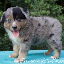 Sunshine - Blue merle female Australian Shepherd puppy in Grapeland, Texas from Smokin K Aussies