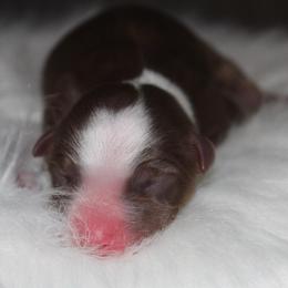 Clifford - Red tri-color male Australian Shepherd puppy in Star City, Arkansas from Circle P Farm Australian Shepherds