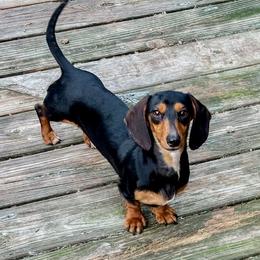 Leia - Dachshund