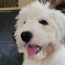Hank - Grizzle and white Old English Sheepdog puppy in Cherry Valley, California from Wild-n-Woolly Old English Sheepdogs