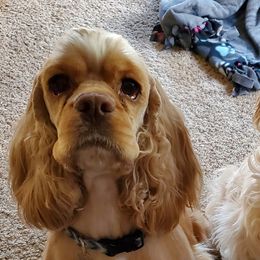 Cockapoos and Cocker Spaniels from Gingerale Cockers and Cockapoos
