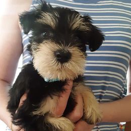 Miniature Schnauzers and Shih Tzus from Playhouse Puppies