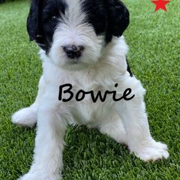 Australian Labradoodle Puppies from Providence Labradoodles