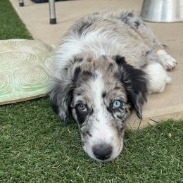 Dahlia - Blue merle female Aussiedoodle puppy in Peyton, Colorado from Colorful Colorado Aussiedoodles