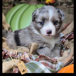 Sophie - Price 1975 - Blue merle female Miniature Australian Shepherd puppy in Ennis, Texas from God’s Little Aussies