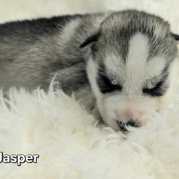 Siberian Husky Puppies from Glacier Run Huskies