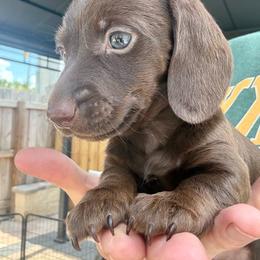 Chocolate girl - Chocolate female Dachshund puppy in Orlando, Florida from Weiner Wunderland of Central Florida