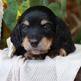 Forest - Black and cream male Dachshund puppy in Wakarusa, Indiana from PuppyLove Dachshunds