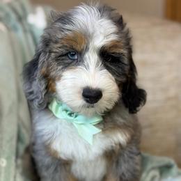 Bruno - Green - Merle male Bernedoodle puppy in Yuciapa, California from AlltheDoodlez_