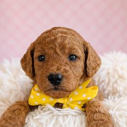 Miss Yellow - Apricot female Goldendoodle puppy in Greenwood, Louisiana from GoldenFido