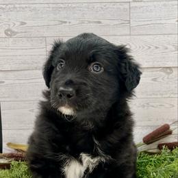 Clark - Black & white male Australian Shepherd puppy in Thornton, Colorado from 303 Aussies
