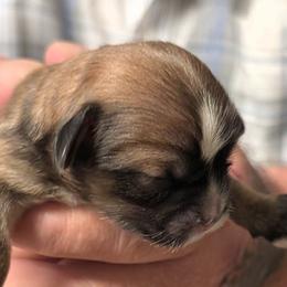 Marcus - Grizzle male Lhasa Apso puppy in Fort Worth, Texas from Cynthia's Lhasa Apsos