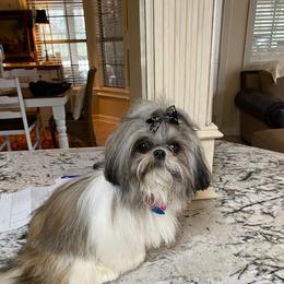 Shih Tzu Puppies from Grandma Ts Precious Puppies