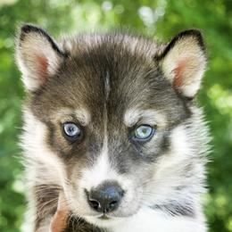 Oasis - Agouti and white female Siberian Husky puppy in Knoxville, Tennessee from The Siberian Empire