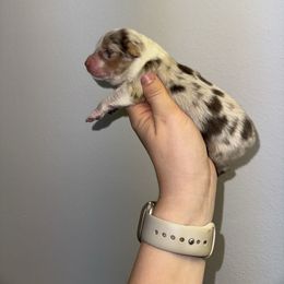 RMF 3 - Red merle female Australian Shepherd puppy in Anniston, Alabama from All Hale Aussies