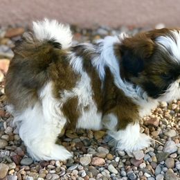 Shih Tzu Puppies from Willow Lane Shih Tzus