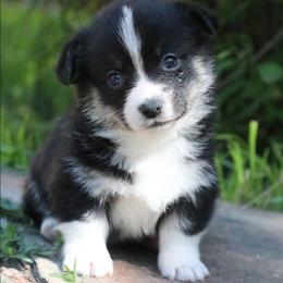 Dewy - Black and tan male Pembroke Welsh Corgi puppy in Plains, Montana from Diamond Corgis