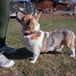 Tahzi - American Corgi