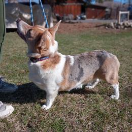 Tahzi - American Corgi