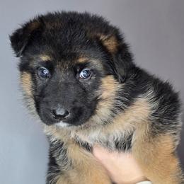 Lt Blue - Black and tan female German Shepherd puppy in Tony, Wisconsin from Muddy Acres German Shepherds