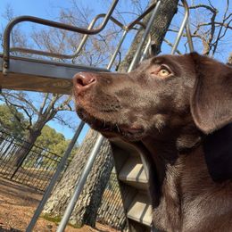Dilute Retriever and Labrador Retriever Puppies from SmoKy Hills Labradors