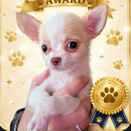 Taquito - Cream and white male Chihuahua puppy in Springfield, Missouri from Casadelopez Tails