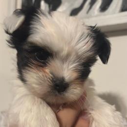 Parti Boy - Parti male Yorkshire Terrier puppy in Dahalonega, Georgia from C. D. K