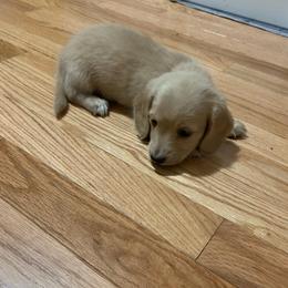 Girl 4 - Cream female Dachshund puppy in Vinton, Iowa from Lerch Family Dachshunds