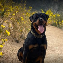Rottweilers from VON DER SENTINEL