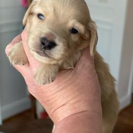 Red - Cream male Dachshund puppy in Hudson, North Carolina from Foothills Precious Paws