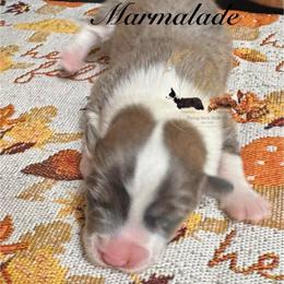 Marmalade - Sable female Pembroke Welsh Corgi puppy in Casper, Wyoming from Flying Note Shorties