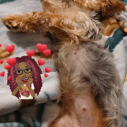 Yorkshire Terriers from TBFB