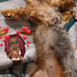 Yorkshire Terriers from TBFB