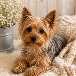 Toby - Yorkshire Terrier