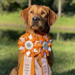 Sissy - Labrador Retriever
